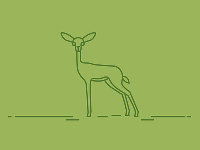 Gerenuk Anthony Rees africa animal deer gerenuk
