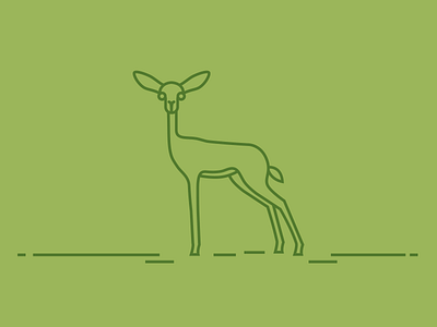 Gerenuk Anthony Rees