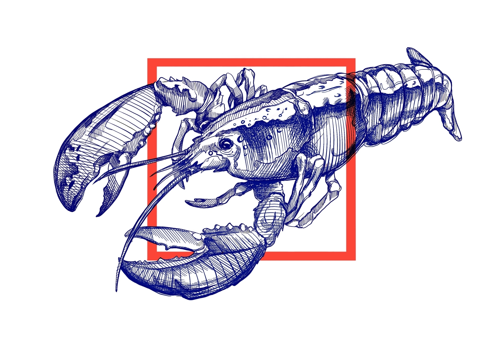 Lobster Drawing (study) by Maiha on Dribbble
