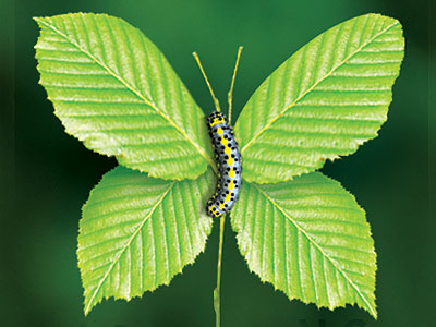 Potential butterfly caterpillar green leaf nature photo