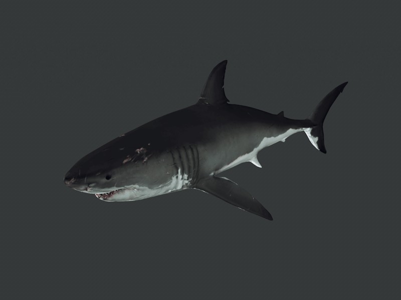 Great White Swim Loop 3d animated gif great white loop shark swimming