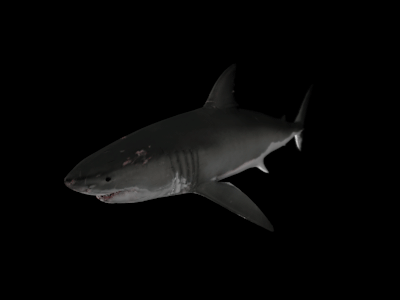 Great White Swim Loop 3d animated gif great white loop shark swim swimming