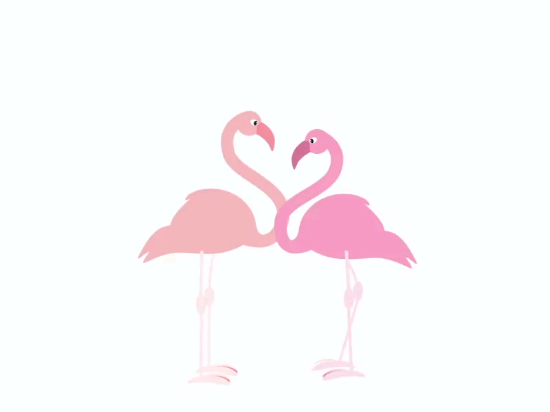 Flamingo Kiss 2d animation after effects animation bird character animation flamingo gif heart kiss love motion design sticker