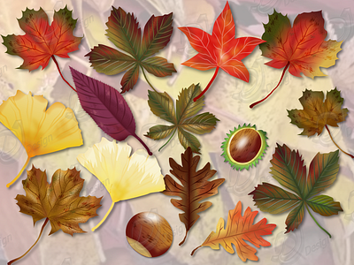 Autumn leaves Collection autumn leaves design graphic design illustration vector