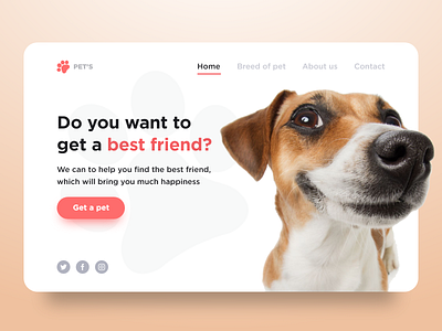 Website - Pet's