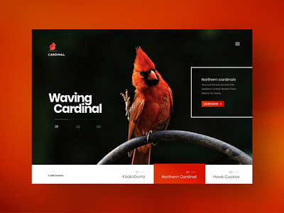 Bird Watcher Website Design