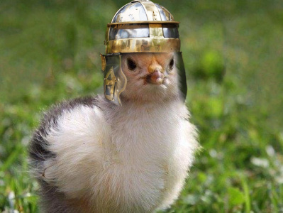 Ready for battle chicken collage compositing digitalart fiverr graphic design helmet photomontage photoshop sureal surealism war