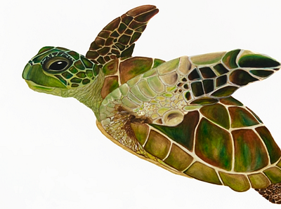 GREEN SEA TURTLE design turtle watercolour painting