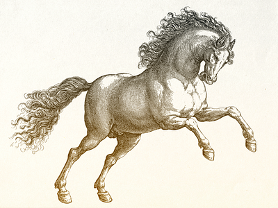 Stallion II ... horse illustration stallion vector vector graphic vector illustration