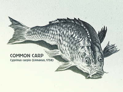 Carp ... carp fish vector graphic vector illustration vectorart
