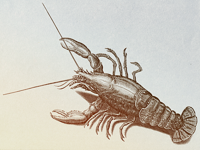 Lobster ... illustration lobster vector art vector graphic vector illustration vectorart