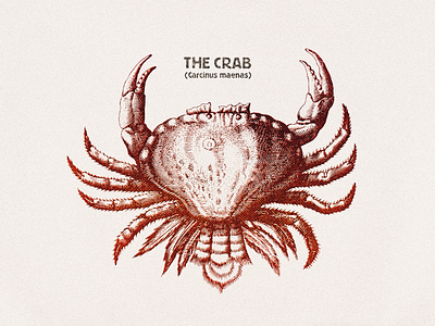 The Crab ... crab grungy illustration retro vector art vector graphic vector illustration vintage