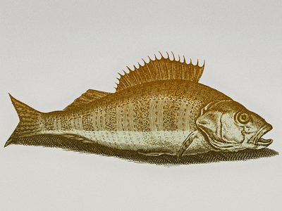 Golden Perch ... fish golden illustration perch vector graphic vector illustration vectorart