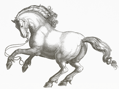 Stallion III ... drawing horse illustration stallion vector art vector graphic vector illustration