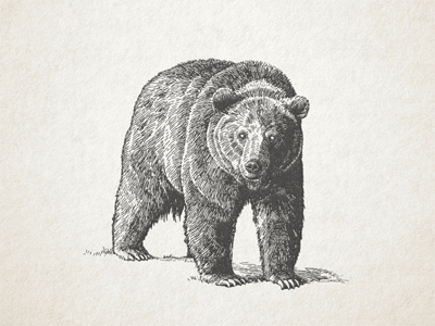 Grizzly Vector WIP ... bear grizzly vector graphic