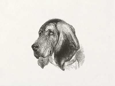Bloodhound ... bloodhound dog illustration pet vector vector illustration vectorgraphic