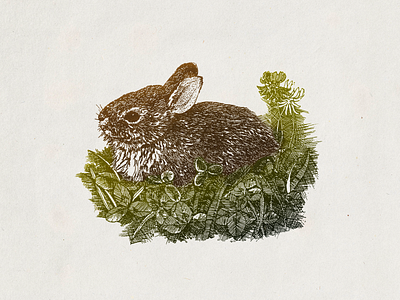 Bunny ... bunny illustration vector graphic vector illustration