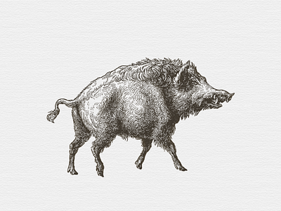 Wild Hog ... boar illustration vector graphic wild hog