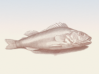 The Perch ... fish illustration perch vector graphic