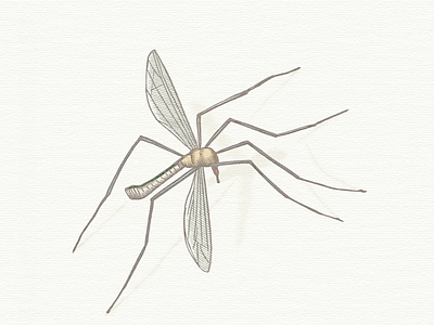 Mosquito ... gnat illustration mosquito