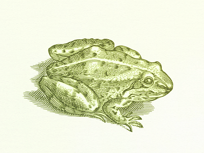 Frog No.2 ... frog illustration vector graphic