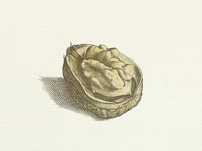 Walnut ... illustration vector graphic walnut