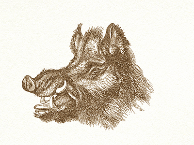 Wild Boar ... drawing illustration vector graphic wild boar