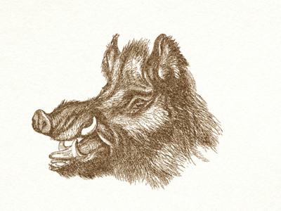 Wild Boar by Arno Kathollnig - Dribbble