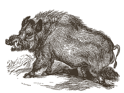 Boar (Wild Hog) ... by Arno Kathollnig on Dribbble