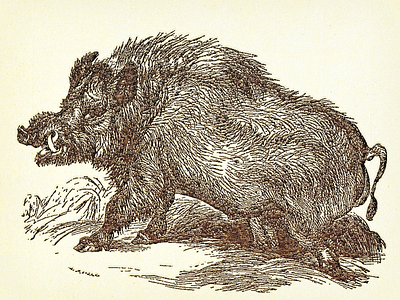 Boar (Wild Hog) ... boar illustration vector graphic wild hog