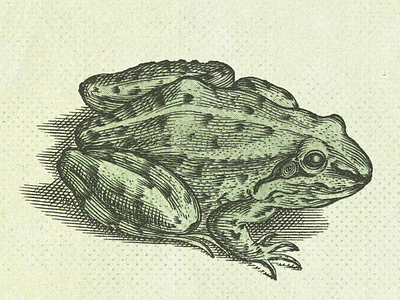 Frog II ... frog illustration vector graphic