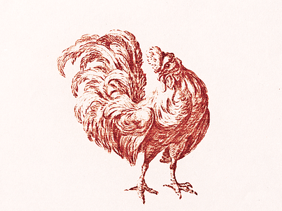 Cockerel ... cockerel illustratin rooster