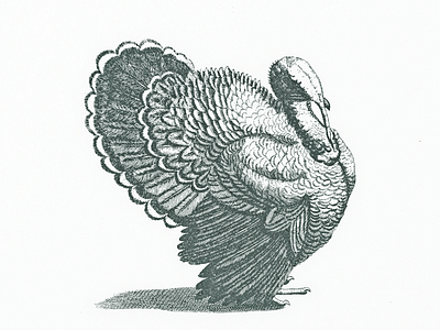 Turkey III .. turkey vector vector graphic