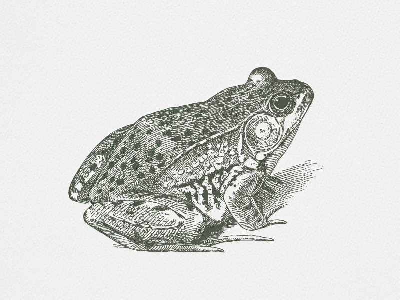 Frog III by Arno Kathollnig on Dribbble