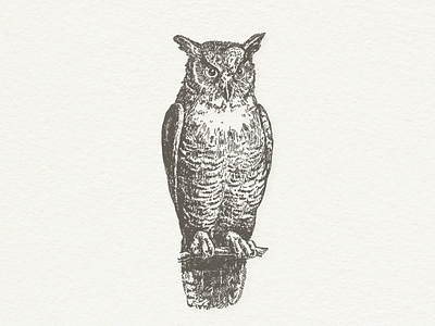 Owl III ... animal illustraion owl vector vectorgraphic