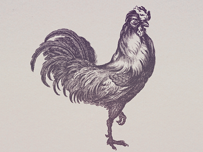 Rooster IV ... cockerel illustraion line art rooster vector graphic vector illustration