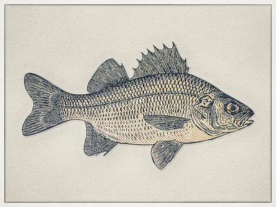 Perch II ... drawing fish perch vector vector art vector illustration
