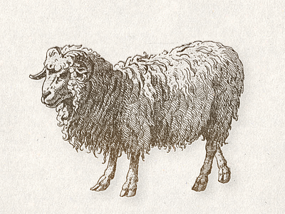 The Ram ... illustraion ram vector illustration vectorart