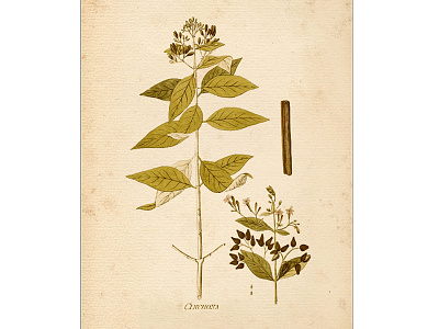 Project Cape Weligama,Sri Lanka ART~Cinchona plant By~Karabi Art archivalart art artist botanicalart graphic design
