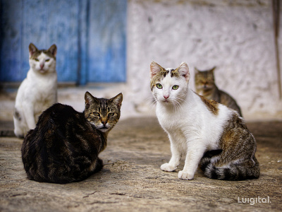 Cats in Mani, Greece