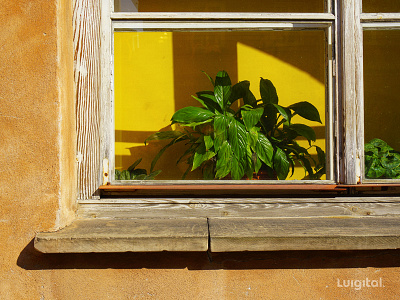 Colorful house in Warsaw, Poland photography plant poland travel warsaw window