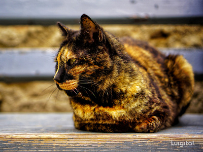 Mysterious cat on a bench in Plaka, Greece