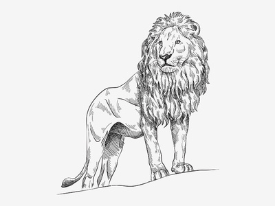 Line art - Illustration digital painting illustrations line art lion