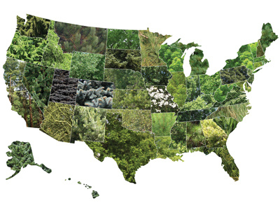 USA State Tree Map america california collage colorado green illinois indiana maine map michigan new hampshire new york ohio oregon state states tree united usa vermont washington