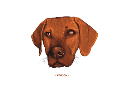 Reuben | Pet Illustration cute illustration illustrator pet pet illustration pet portrait procreate