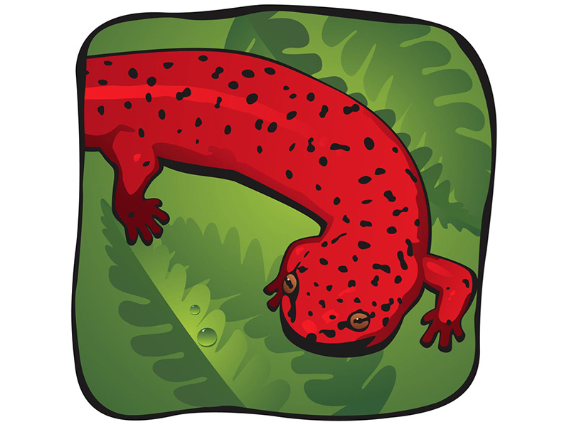 Northern Red Salamander animal lizard salamander northern red salamander