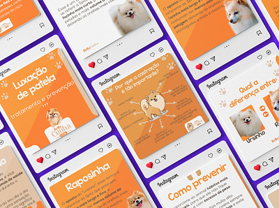 Social Media - Canil branding cachorro canil cats design dog marketing social media