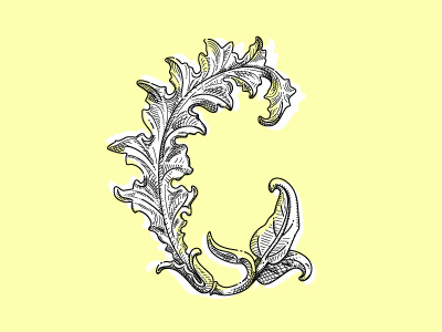 C acanthe lettering logo