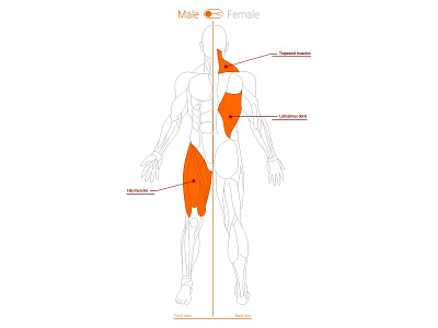 Interactive human muscles figure