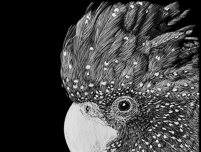 Red Tailed Black Cockatoo bird illustration black and white monochrome nature lover scratchboard and ink traditional art